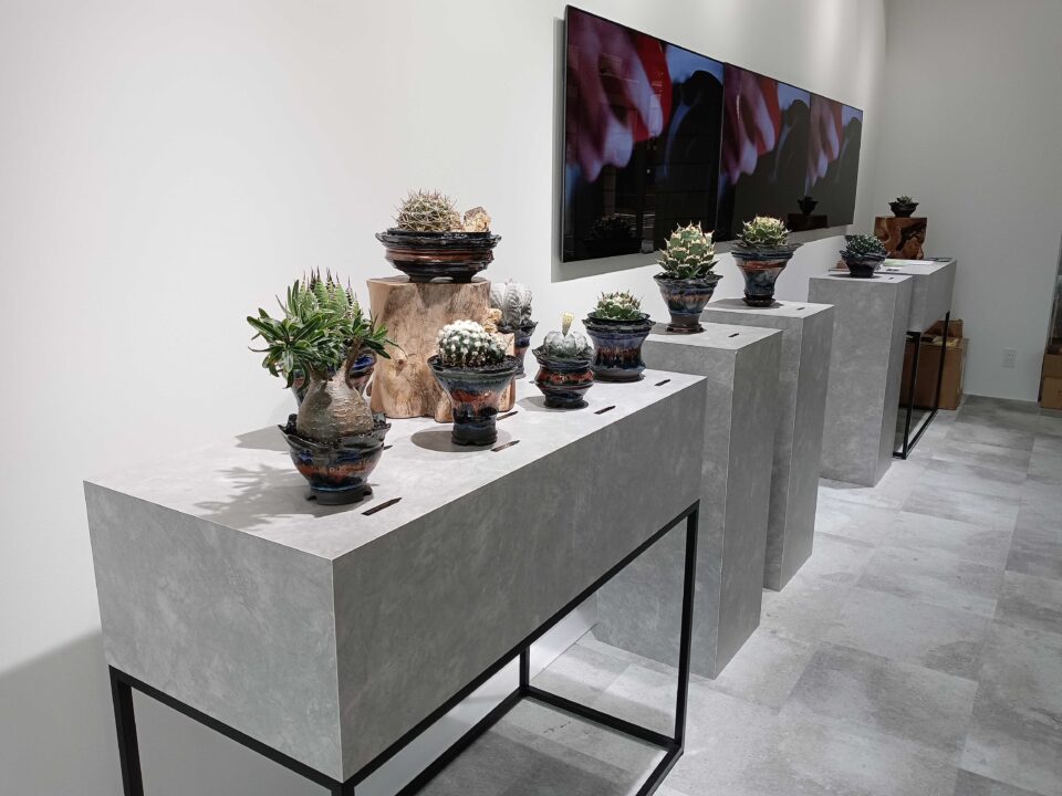 観葉植物 POP UP SHOP